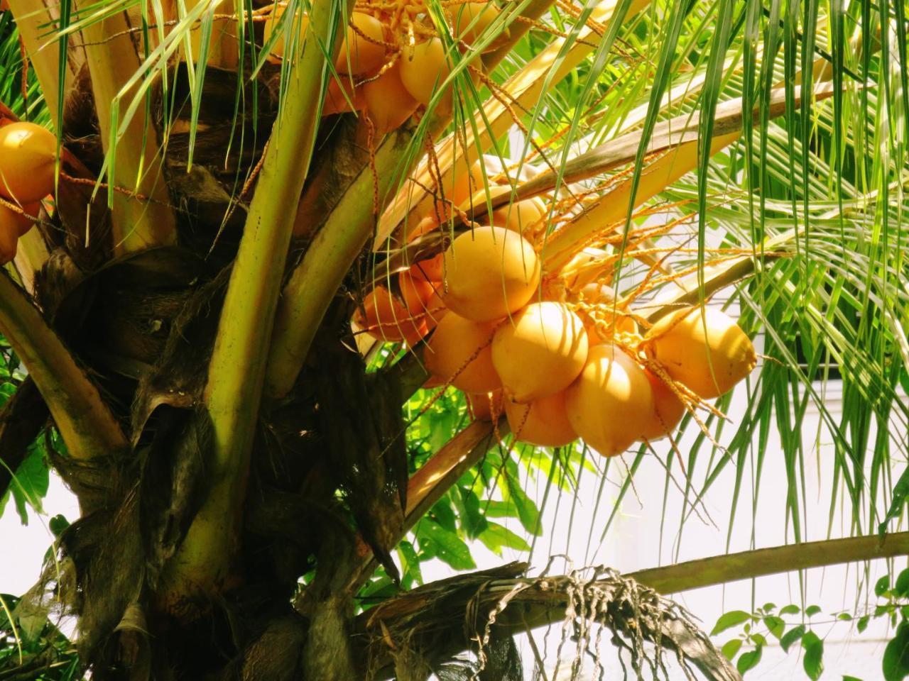 Sea Avenue - Eco Garden Hotel Tangalle Bagian luar foto